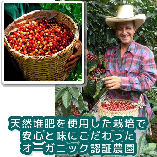 コーヒー豆 焙煎したて直送 マチュピチュ天空（ペルー） 無農薬 天然堆肥栽培 銀河コーヒー 150ｇ｜ginga-coffee｜06