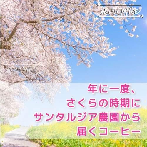 【春限定】コーヒー豆 焙煎したて直送 華やかで 甘い香味 「さくらブルボン」 銀河コーヒー 350ｇ｜ginga-coffee｜05