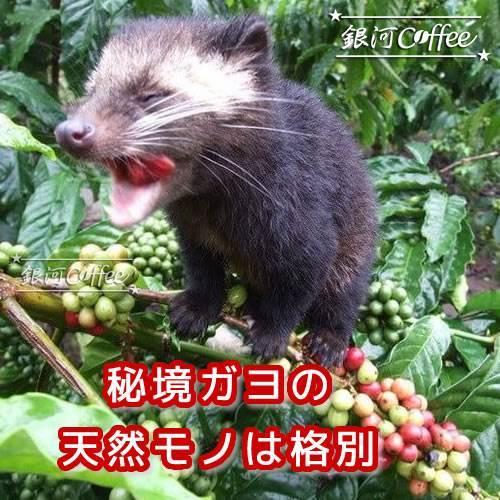 コーヒー豆 焙煎したて直送 ジャコウネコの体内で発酵「コピ・ルアック