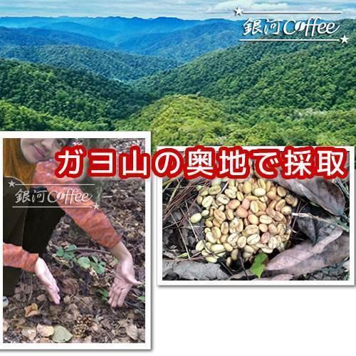 ドリップバッグ ジャコウネコの体内で発酵「コピ・ルアック（ガヨ高地
