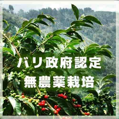 コーヒー豆 生豆  バリ神山ハニー 無農薬栽培　銀河コーヒー 600ｇ｜ginga-coffee｜06