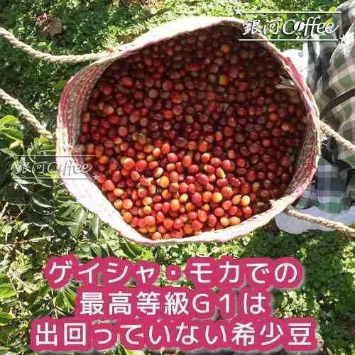 コーヒー 生豆 ゲイシャ モカ G1 （エチオピア） 銀河コーヒー 600g｜ginga-coffee｜06