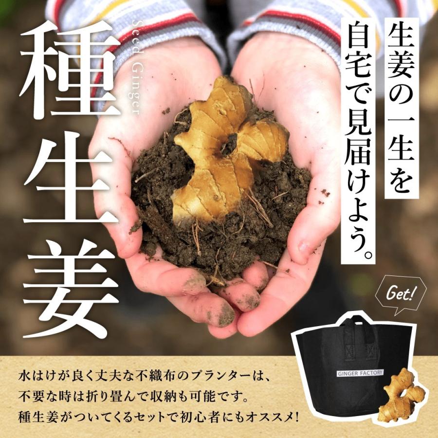 種生姜 熊本県産無農薬生姜 1kg 国産 生姜 生姜栽培 しょうが栽培 家庭菜園 たね生姜 生姜の種 種芋｜ginger-factory｜02