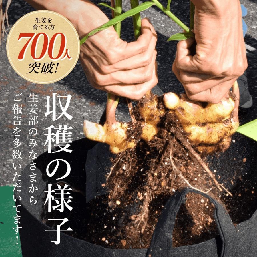 種生姜 熊本県産無農薬生姜 1kg 国産 生姜 生姜栽培 たね生姜 種生姜 熊本県産無農薬生姜 1kg 国産 生姜 生姜栽培 たね生姜