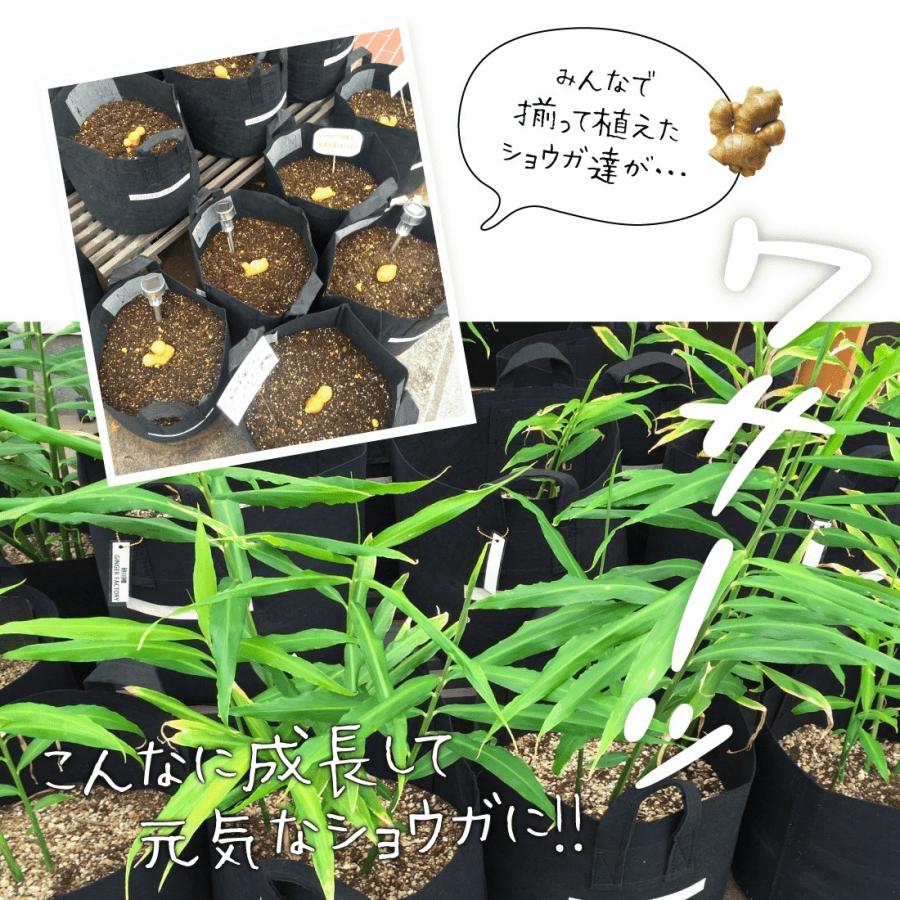 種生姜 熊本県産無農薬生姜 1kg 国産 生姜 生姜栽培 しょうが栽培 家庭菜園 たね生姜 生姜の種 種芋｜ginger-factory｜08