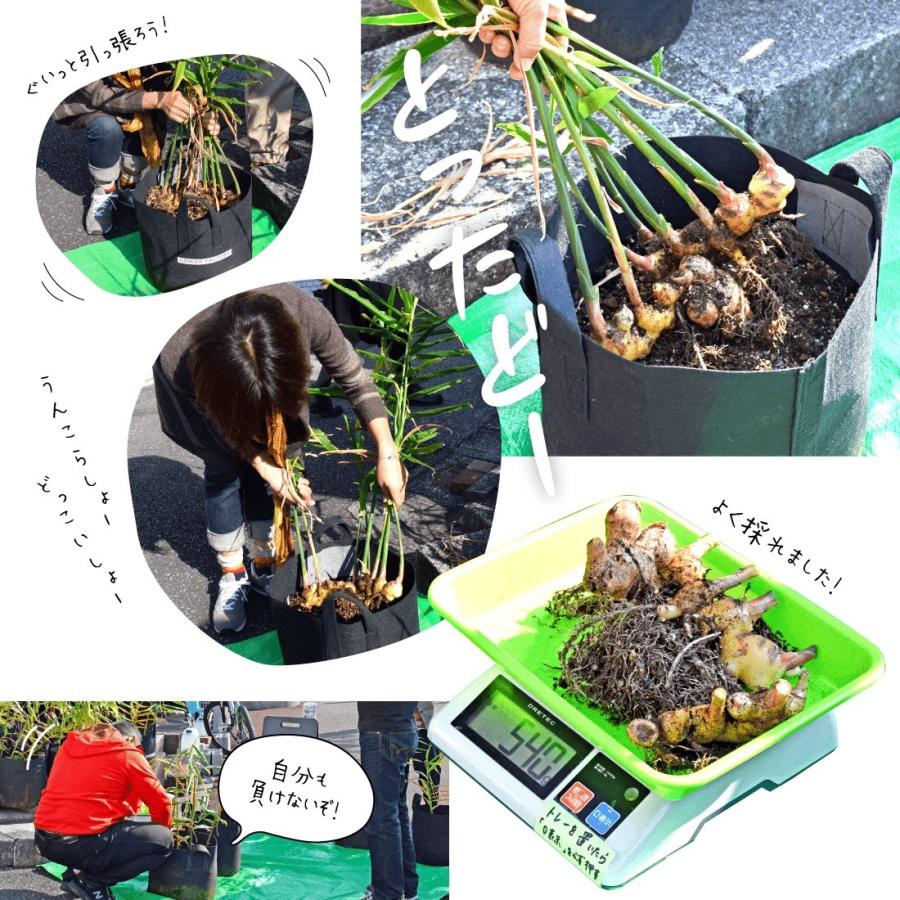 種生姜 熊本県産無農薬生姜 1kg 国産 生姜 生姜栽培 たね生姜 種生姜 熊本県産無農薬生姜 1kg 国産 生姜 生姜栽培 たね生姜