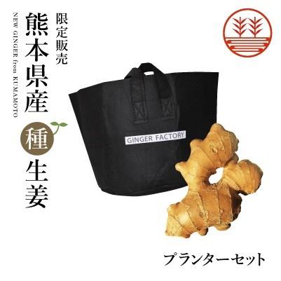 種生姜+生姜プランターセット 熊本県産 無農薬 国産 生姜 栽培 しょうが 家庭菜園 たね生姜 生姜の種 種芋｜ginger-factory