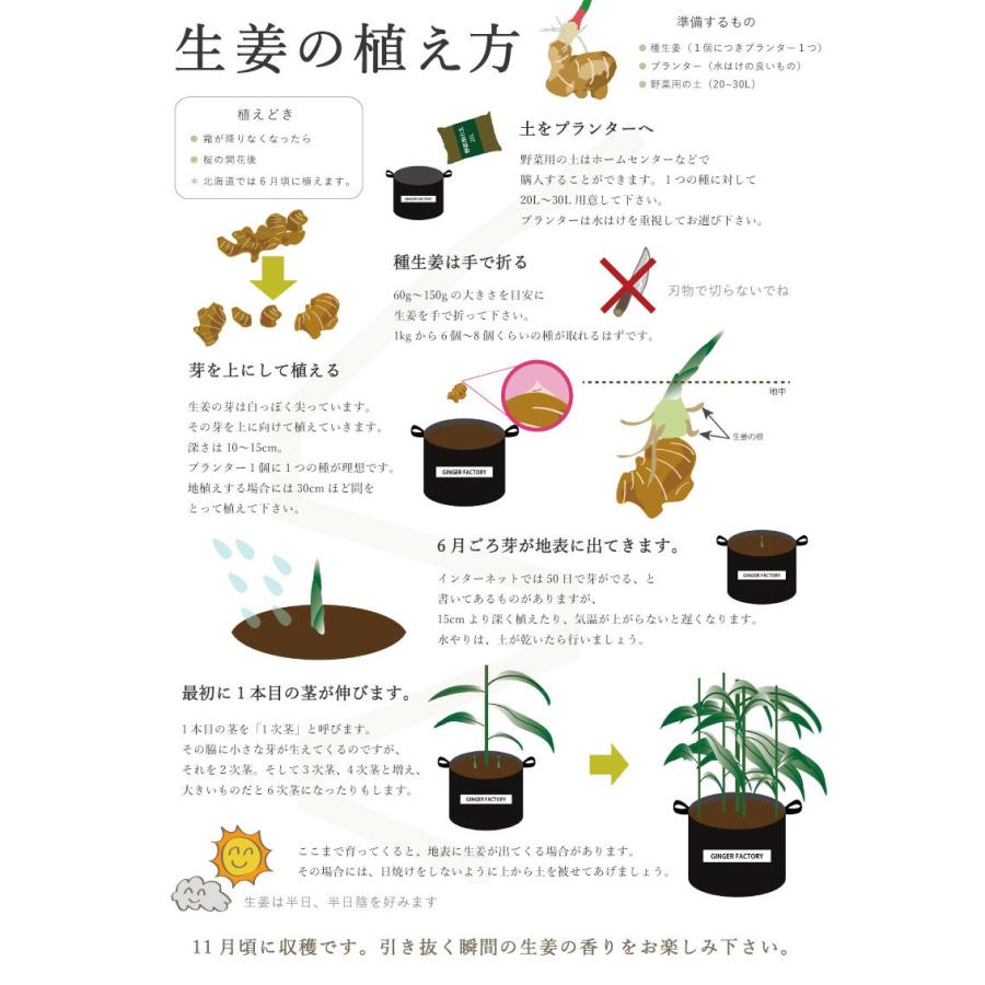 種生姜+生姜プランターセット 熊本県産 無農薬 国産 生姜 栽培 しょうが 家庭菜園 たね生姜 生姜の種 種芋｜ginger-factory｜13