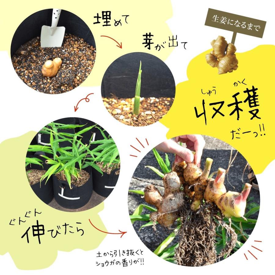 種生姜+生姜プランターセット 熊本県産 無農薬 国産 生姜 栽培 しょうが 家庭菜園 たね生姜 生姜の種 種芋｜ginger-factory｜03