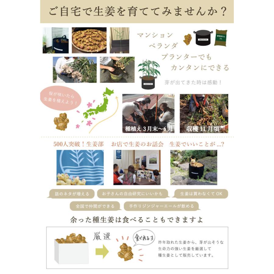 種生姜 熊本県産 無農薬生姜 1kg +プランター5個セット 送料無料 種生姜 熊本県産 無農薬生姜 1kg +プランター5個セット 送料無料