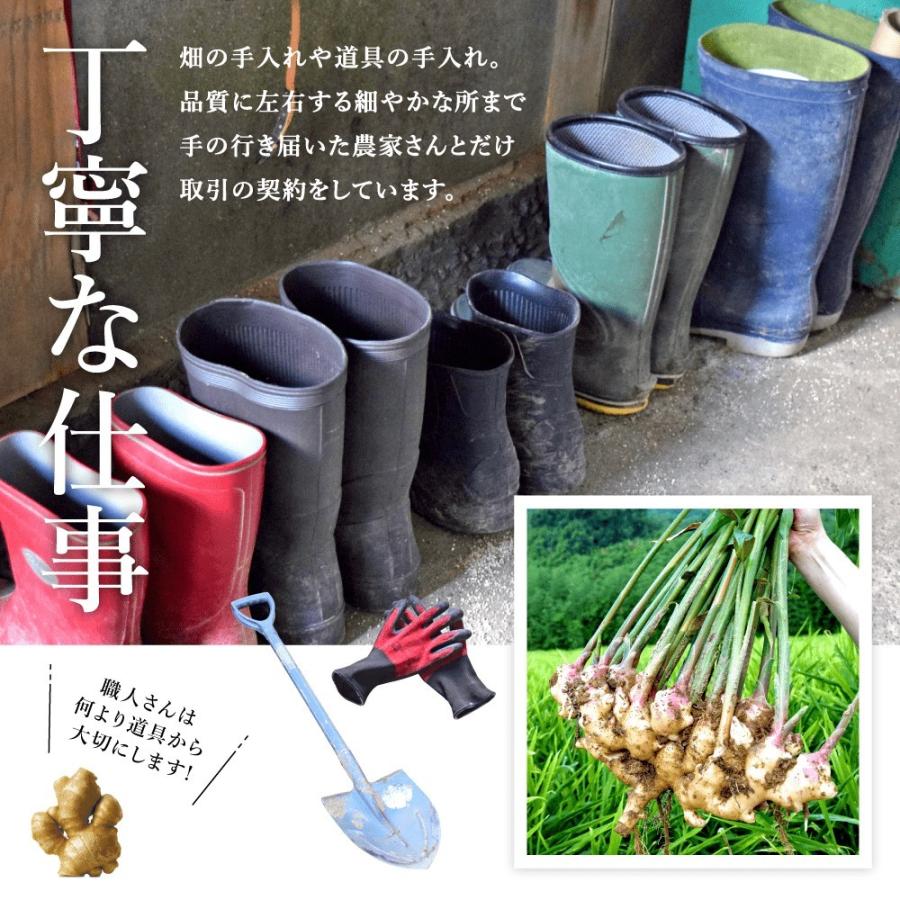 種芋生姜10kg 種生姜 中国産近江生姜（黄）10kg : 生姜工房 - 通販