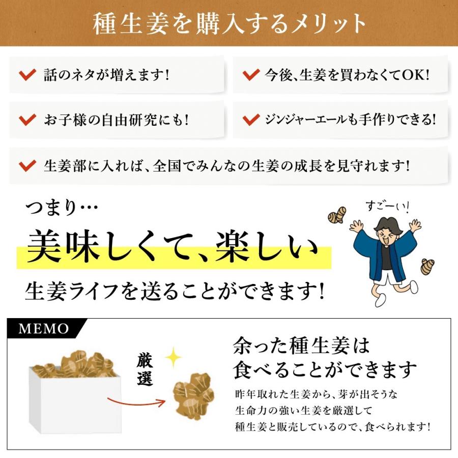 種生姜 熊本県産 無農薬生姜 2kg 送料無料 国産 生姜 しょうが