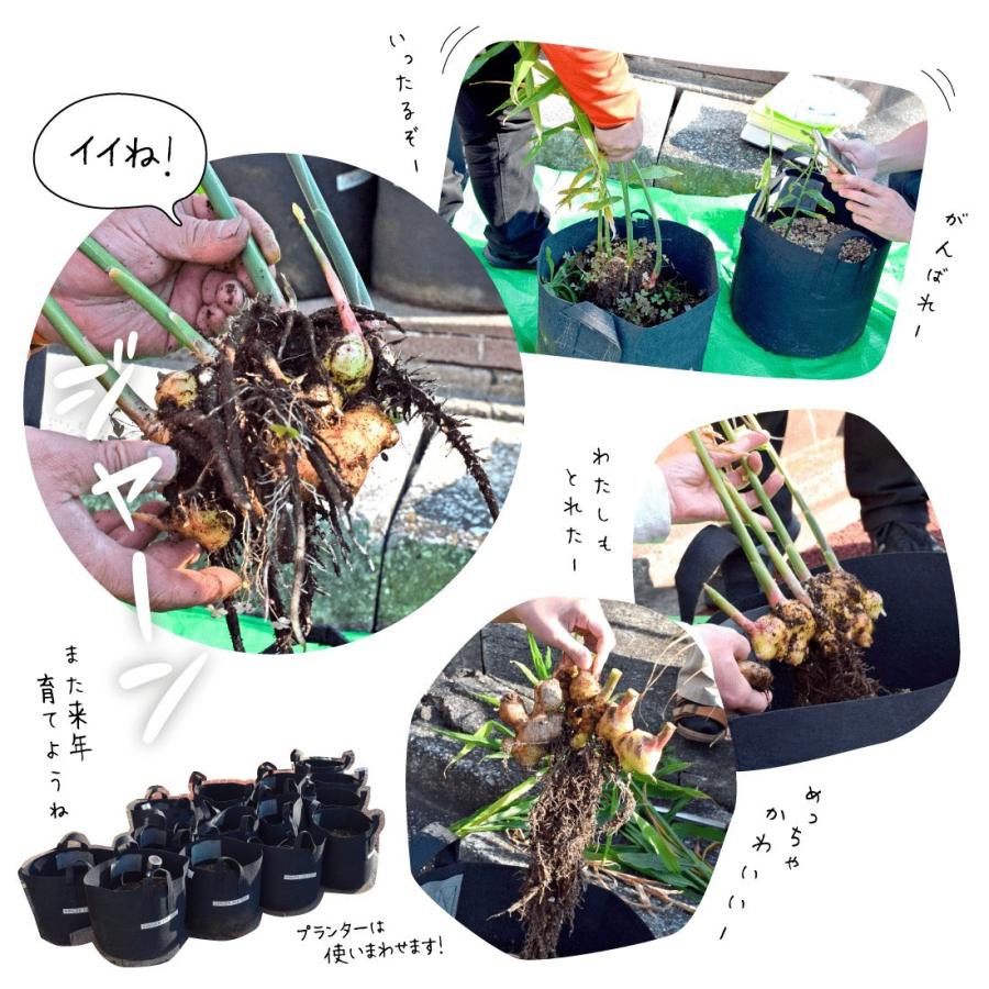 種生姜 熊本県産 無農薬生姜 2kg 送料無料 国産 生姜 しょうが 栽培