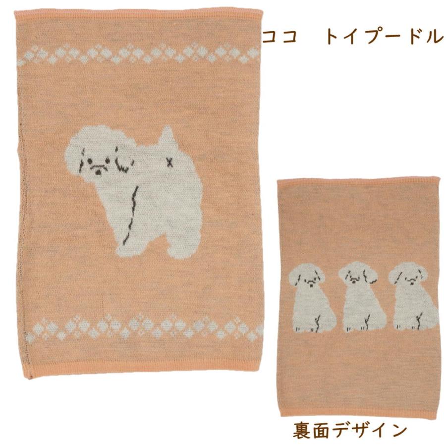 腹巻き しばたさん・ブルトン・トイプードル 犬雑貨・犬グッズ