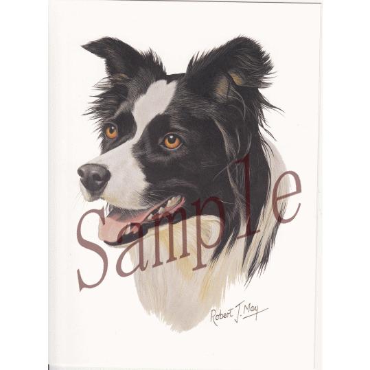 グリーティングカード ボーダー コリー 輸入雑貨 犬雑貨 犬グッズ Conv Cards9 犬雑貨専門店 銀屋 通販 Yahoo ショッピング