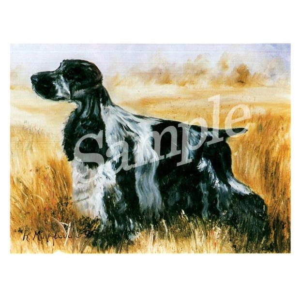 グリーティングカード Ruth イングリッシュ コッカー スパニエル スタンディング 輸入雑貨 犬雑貨 犬グッズ Ruth Spe 3 犬雑貨専門店 銀屋 通販 Yahoo ショッピング