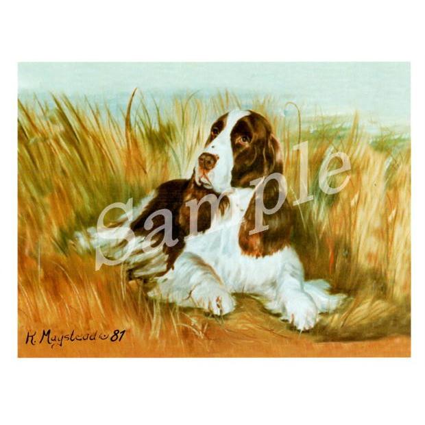 グリーティングカード Ruth スプリンガースパニエル Sitting 輸入雑貨 犬雑貨 犬グッズ Ruth Sps 1 犬雑貨専門店 銀屋 通販 Yahoo ショッピング