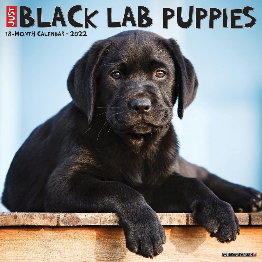 在庫限り 22年 ドッグブリードカレンダー 壁掛け ラブラドール レトリーバー ブラック 黒ラブ パピー Willowjustblacklabpuppies 犬雑貨専門店 銀屋 通販 Yahoo ショッピング