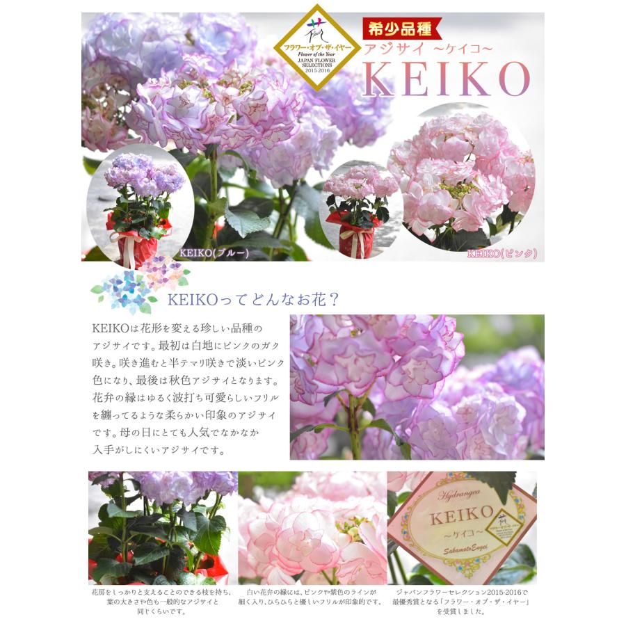 紫陽花さま専用 紫陽花さま専用