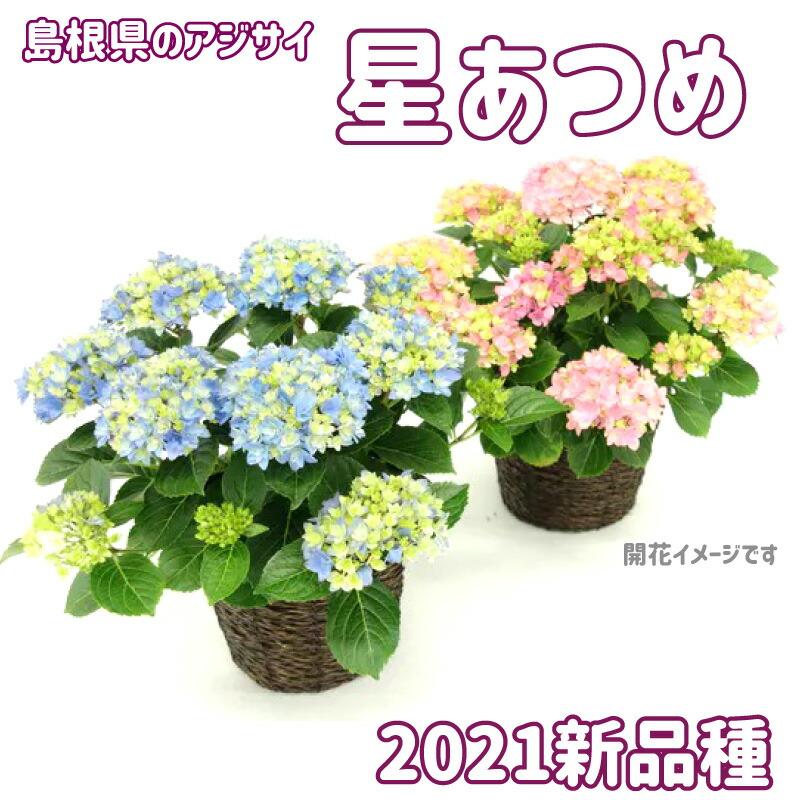 2025年 母の日ギフト アジサイ 鉢植え 5号鉢 島根の稀少品種 紫陽花