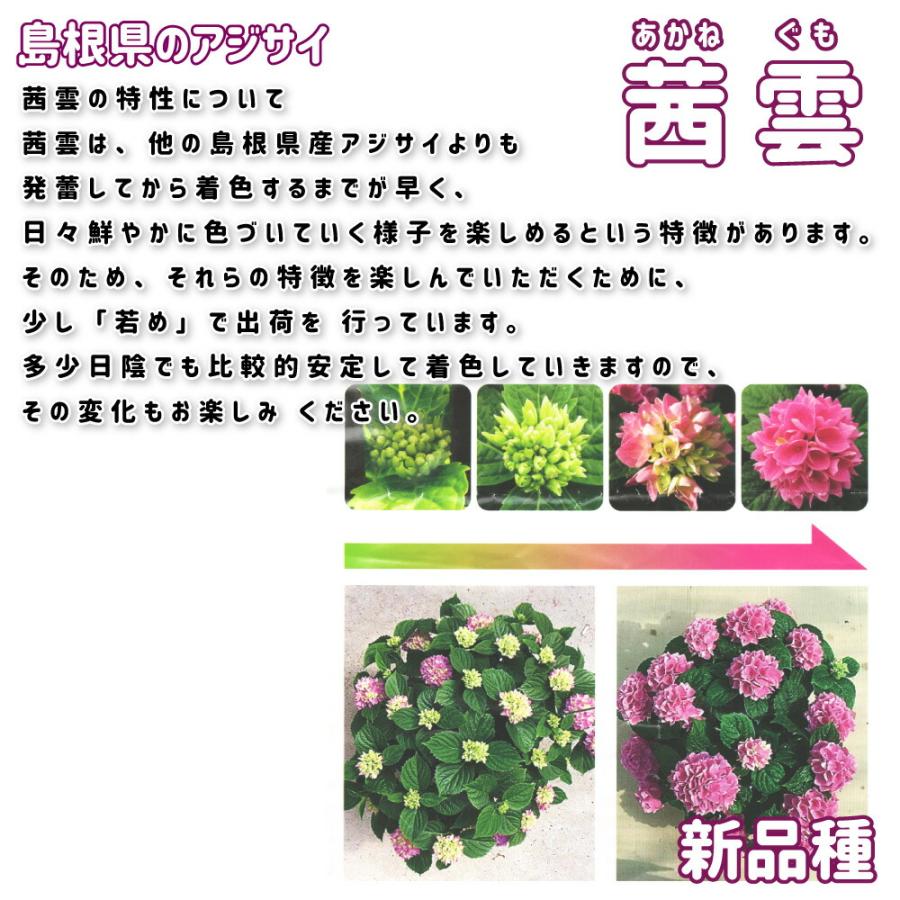M*E様 【訳あり品】　アジサイ　育成用株　25鉢　紫陽花 M*E様 【訳あり品】 アジサイ 育成用株 25鉢 紫陽花 M*