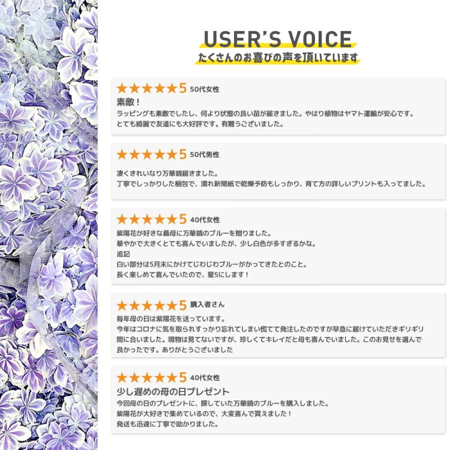 2025年 母の日ギフト アジサイ 鉢植え 5号鉢 島根の稀少品種 紫陽花
