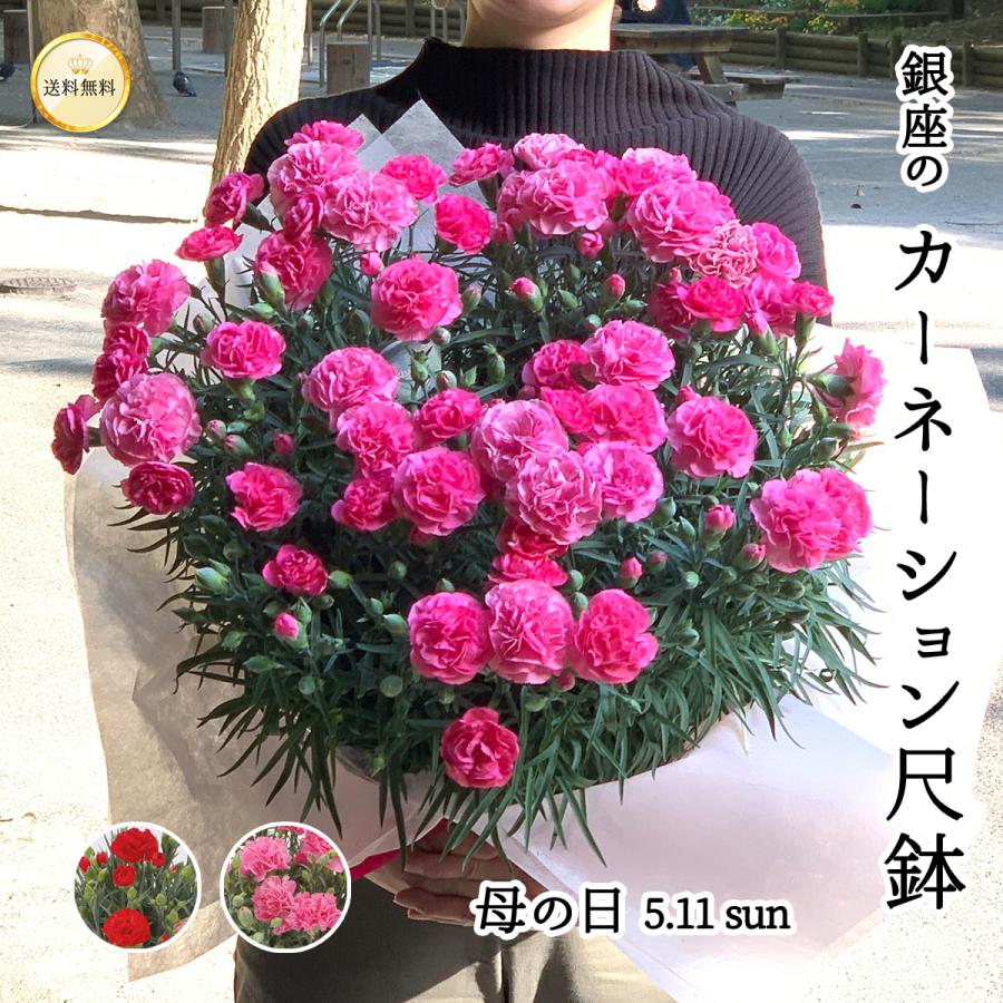 大きなカーネーション 尺鉢10号 大きい 鉢植え ラッピング無料 大きなカーネーション 尺鉢10号 大きい 鉢植え ラッピング無料
