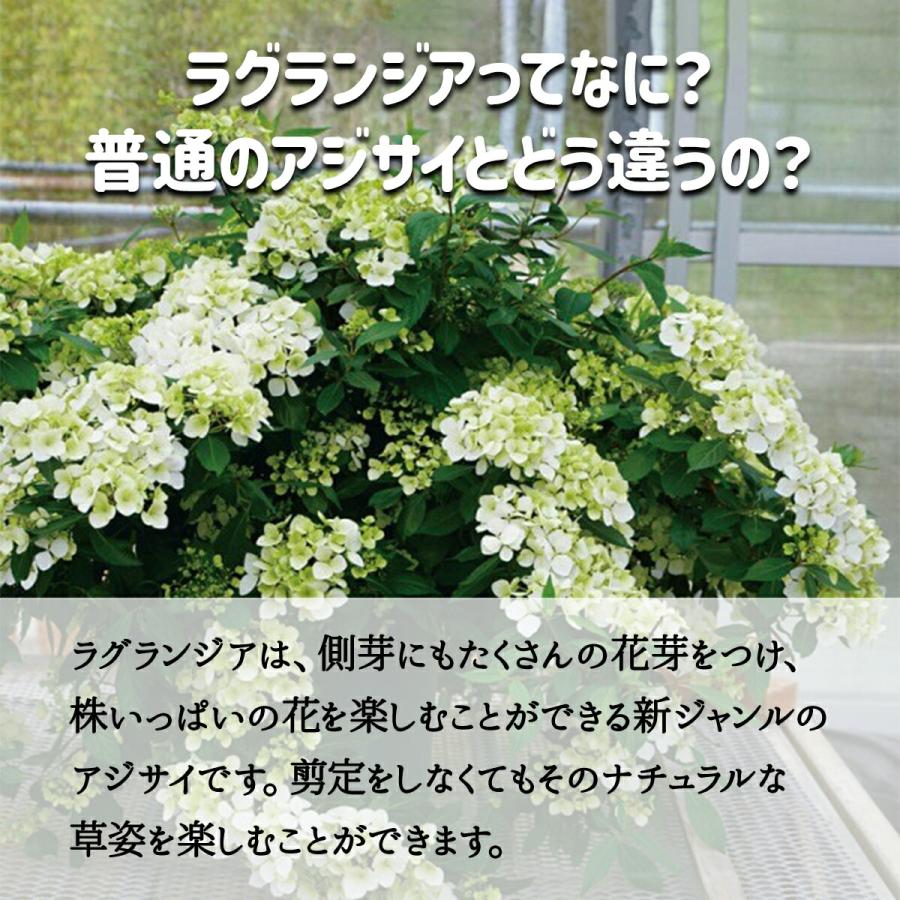 2026年5月上旬お届け商品 アジサイ 母の日 ラグランジア ブライダル