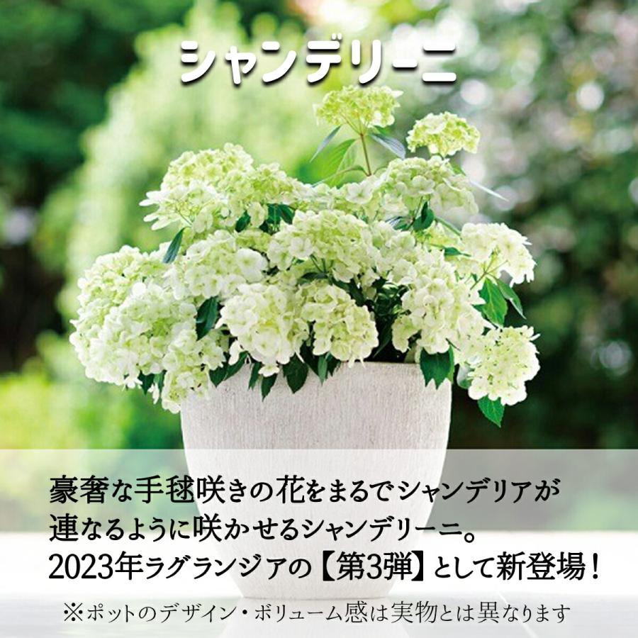 2026年5月上旬お届け商品 アジサイ 母の日 ラグランジア ブライダル