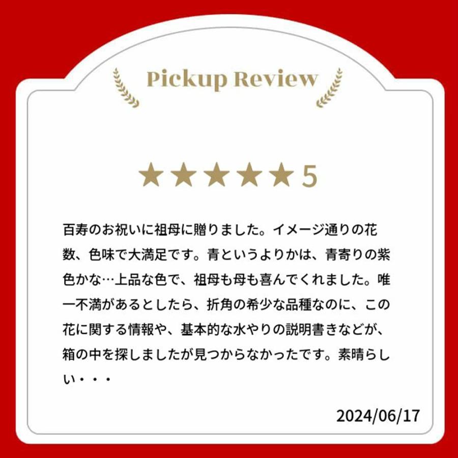 ファレノ ブルージーン らん鉢 5本立 6号 ファレノプシス 青い胡蝶蘭 10日後以降からお届け 土日も出荷 蘭 ラン 洋らん 移転 出店 新店 叙勲_10