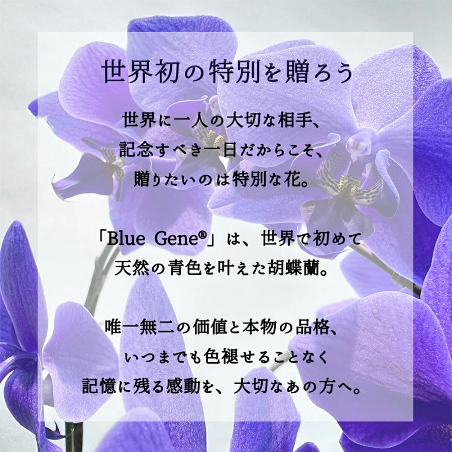 ファレノ 青い胡蝶蘭 ブルージーン らん鉢 3本立 14日後から日時指定可