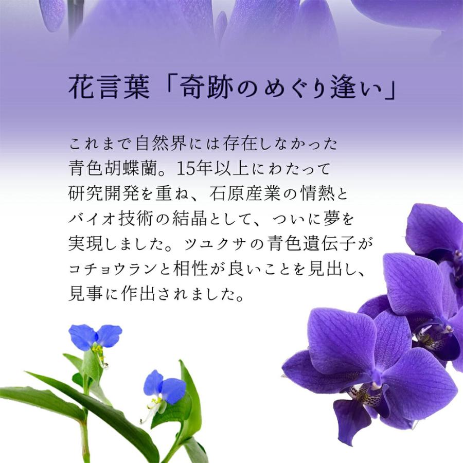 ファレノ 青い胡蝶蘭 ブルージーン らん鉢 3本立 14日後から日時指定可