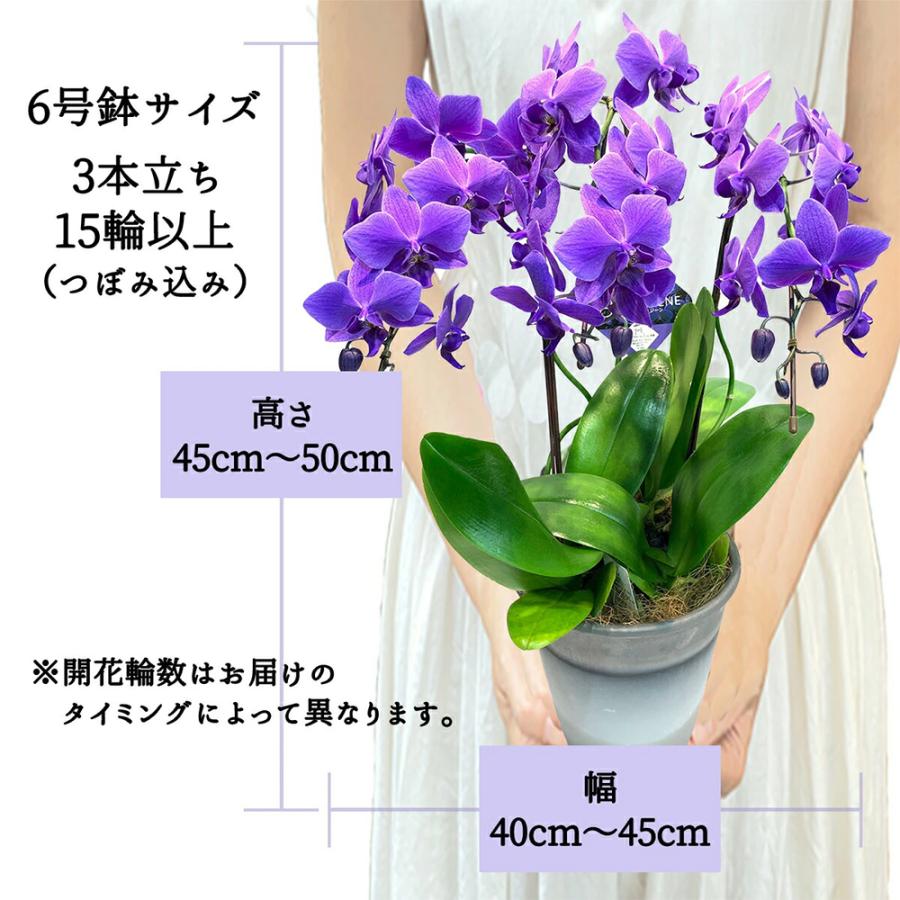 ファレノ 青い胡蝶蘭 ブルージーン らん鉢 3本立 14日後から日時