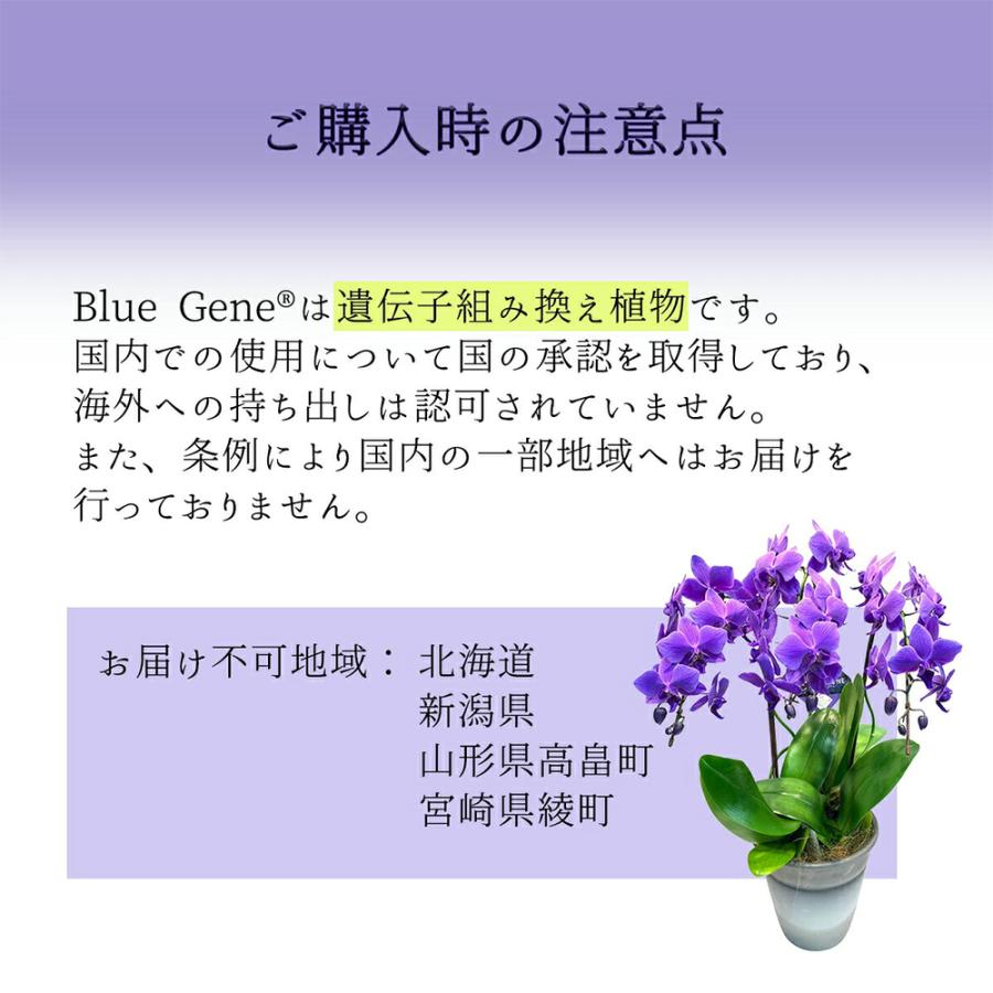 ファレノ 青い胡蝶蘭 ブルージーン らん鉢 3本立 14日後から日時指定可