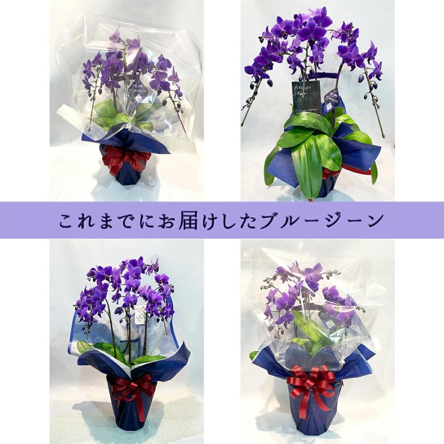 ファレノ 青い胡蝶蘭 ブルージーン らん鉢 3本立 14日後から日時