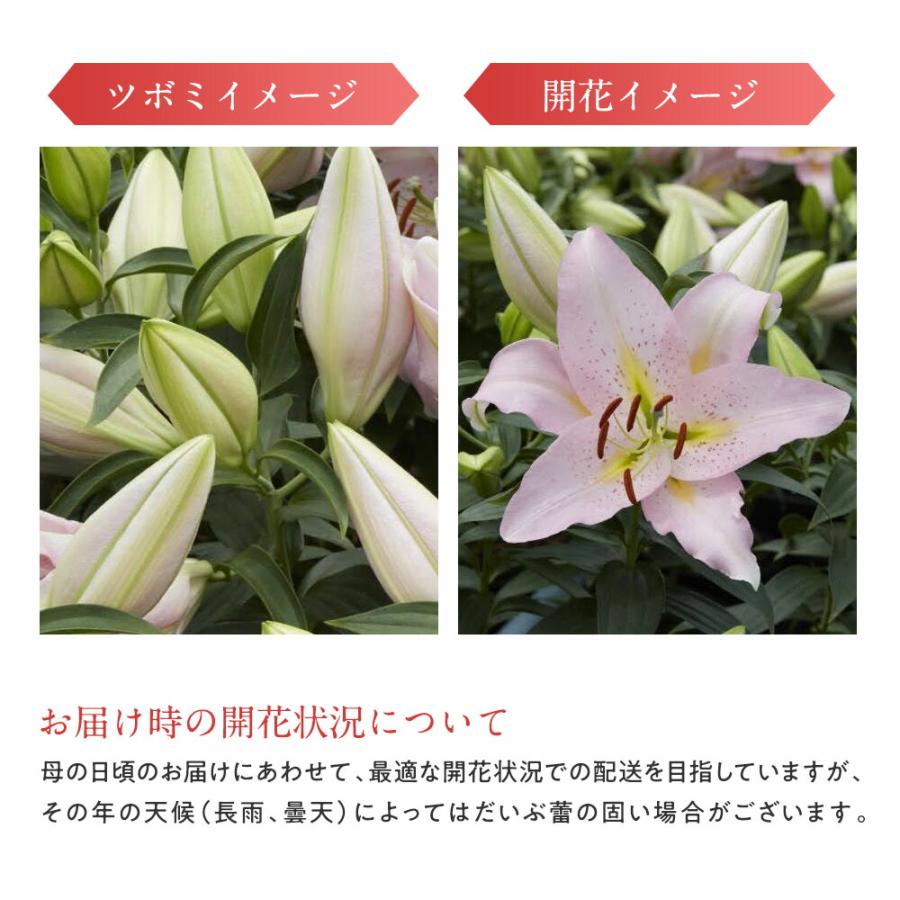 鉢植え プレゼント 花 2023 オリエンタル リリー ピンク 5号鉢 高さ 約50cm 花鉢 ユリ ユリの花鉢 ギフト｜ginzatokyo｜05