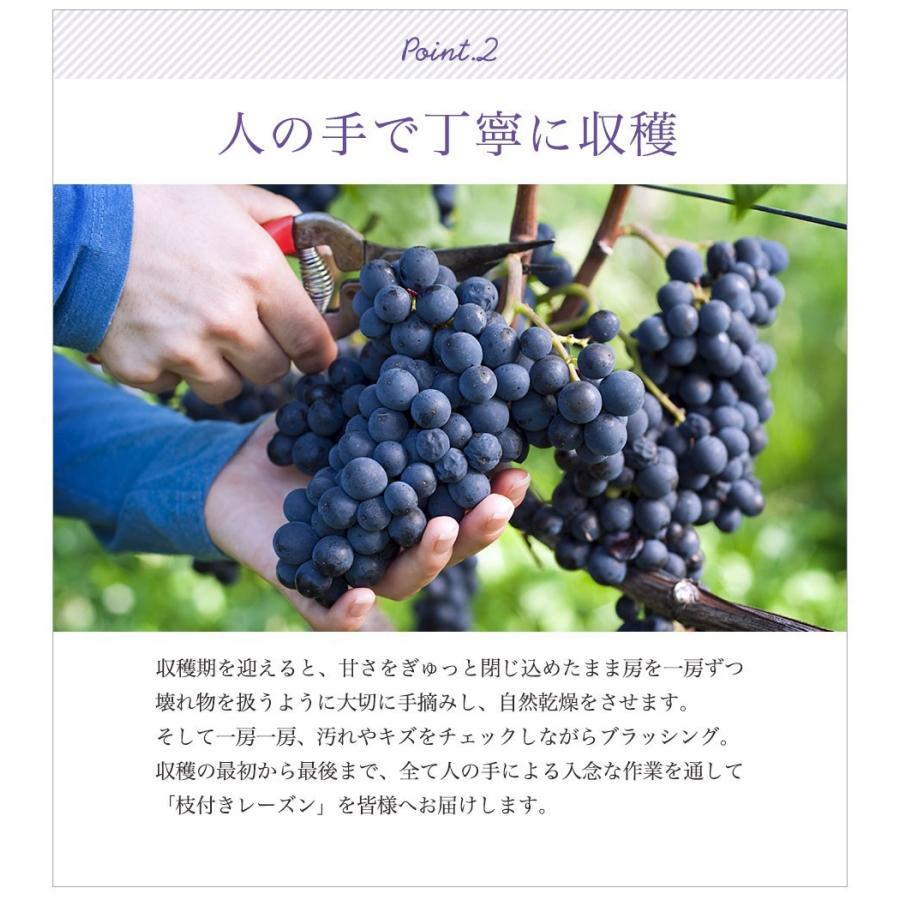 市場 枝付き干しぶどう レーズン 乾燥果実 ドライフルーツ 90g スイーツ