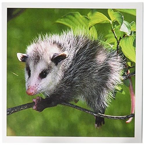 3dRose Opossum グリーティングカード 6 x 6インチ 6枚セット gc_1009_1 グリーティングカード