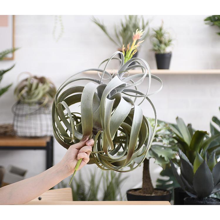 【販売終了】フェイクグリーン 観葉植物 ボタニカル 造花 インテリア 観葉植物 フェイクグリーン ボタニカル 造花 おしゃれ ポット 小さい