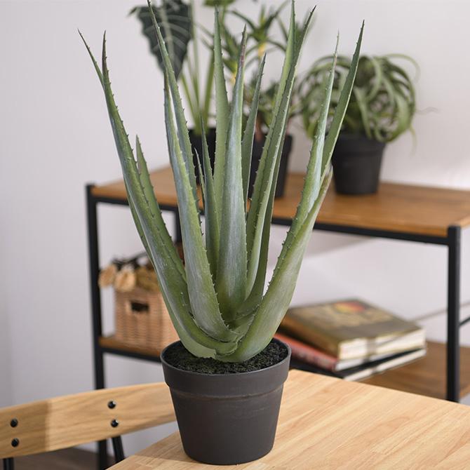 Brown. ブラウン アロエベラ ポット 57 観葉植物 フェイクグリーン Brown. ブラウン アロエベラ ポット 48 観葉植物 アロエ造花