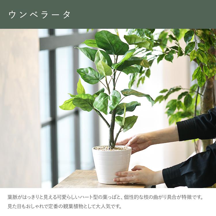 フェイクグリーン おしゃれ 鉢 ウンベラータ ペット フェイクグリーン ウンベラータ ポット_3