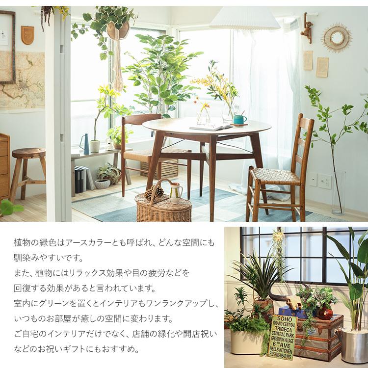 フェイクグリーン おしゃれ 鉢 ウンベラータ ペット フェイクグリーン ウンベラータ ポット_6
