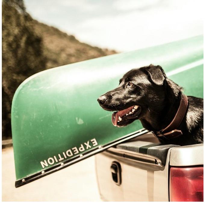 犬 首輪 カラー 本革 大型犬用 Wolfgang ウルフギャング Horween Leather Collar 犬用レザーカラー Xl 56 65cm Ga 159 Uminecco ウミネッコ 通販 Yahoo ショッピング