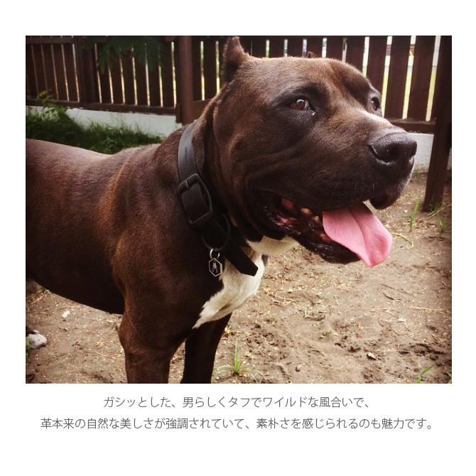 種類豊富な品揃え ラティーゴレザーリード 首輪セット レッド 犬用品 Www Indiashopps Com