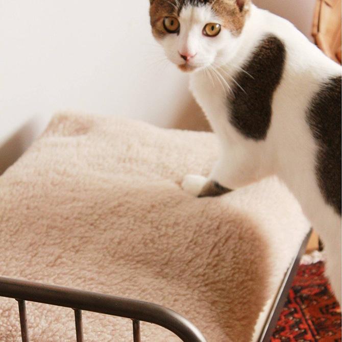 猫 ベッド ペットベッド おしゃれ フレーム ジャーナルスタンダード