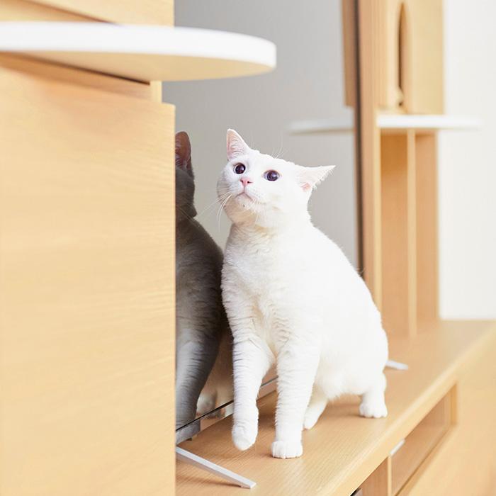 キャットタワー テレビ台 壁面収納 棚 キャットウォーク ニャコモ