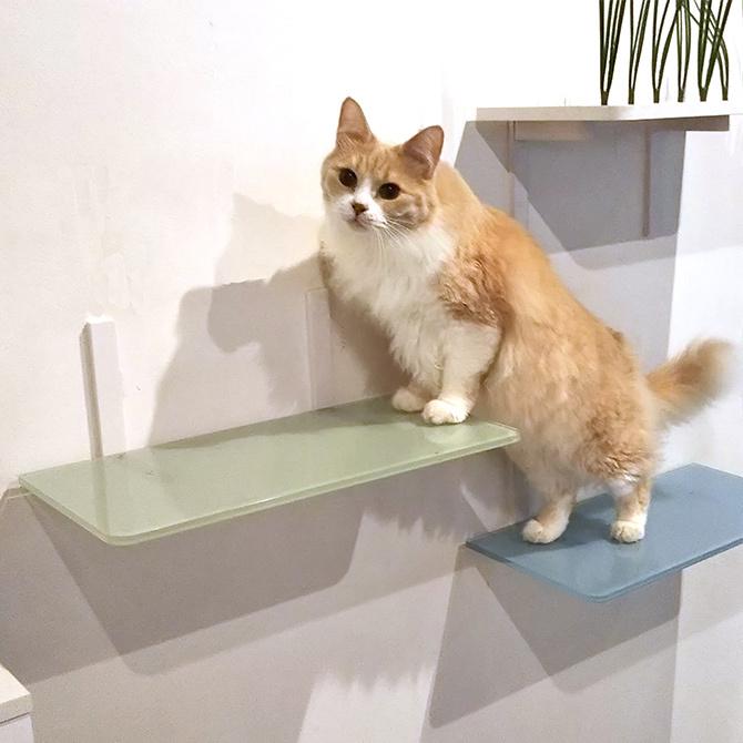 猫 賃貸 小さい穴 キャットステップ カラー キャットタワー 猫 賃貸 小さい穴 キャットステップ カラー キャットタワー