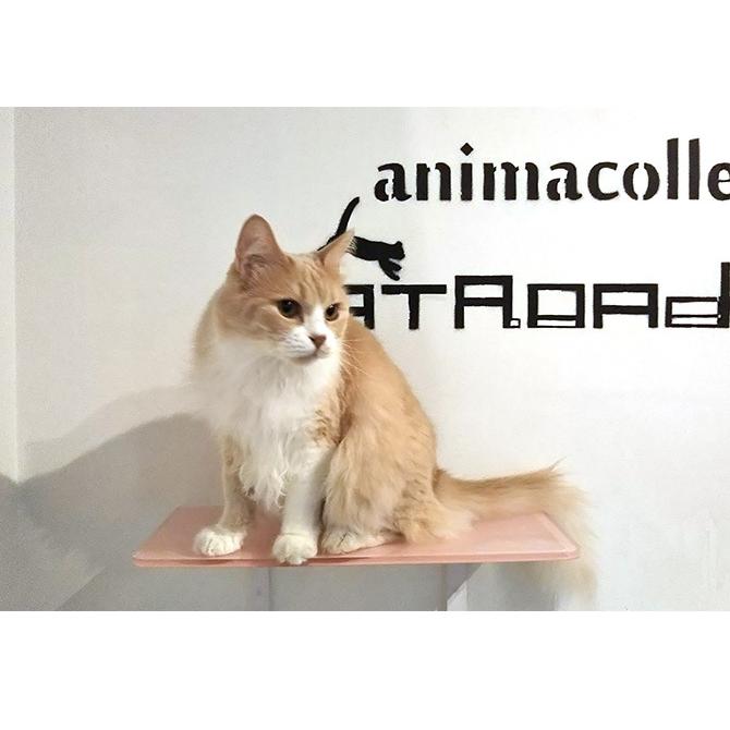 猫 賃貸 小さい穴 キャットステップ カラー キャットタワー 猫 賃貸 小さい穴 キャットステップ カラー キャットタワー