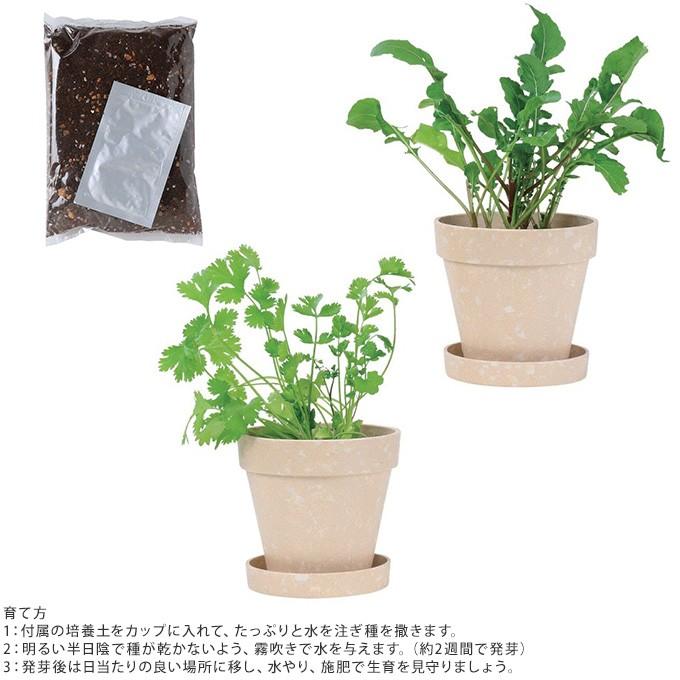 栽培キット 猫草 簡単 安全 手軽 育てて食べる 野菜 栽培セット オーガニック Mpg 3065 Uminecco ウミネッコ 通販 Yahoo ショッピング