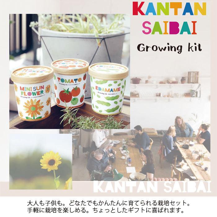 栽培セット 育成 Pot エコポット 小物入れ 枝豆 ミニヒマワリ 101 野菜栽培 Red Cg 育てる ミニトマト 野菜 栽培キット Garden